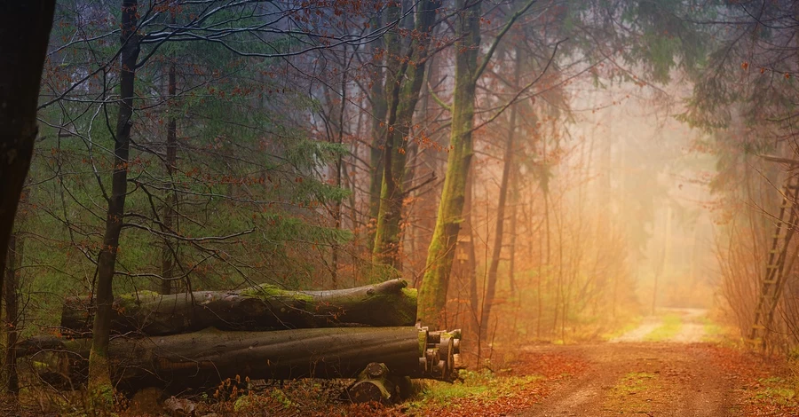 Погода в Україні 26 листопада: циклон Wolfgang принесе на захід дощі, а на решту території - сильний вітер