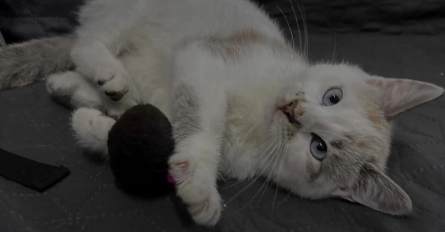 Суд на Львівщині вилучив розмальованого дитиною кота - батько сплатить штраф