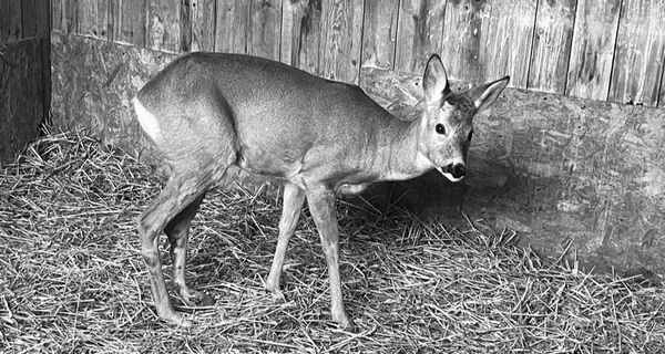 В Киевской области умерла косуля с ампутированной конечностью - сердце остановилось во время взрывов