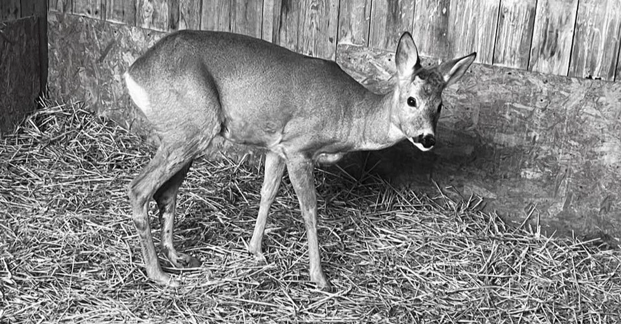 В Киевской области умерла косуля с ампутированной конечностью - сердце остановилось во время взрывов