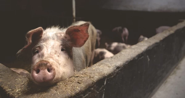В Черниговской области после российского обстрела погибло около тысячи свиней