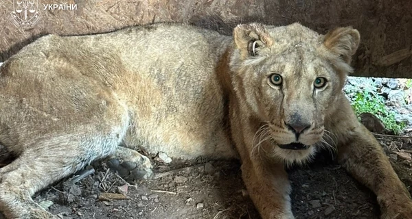 Зооволонтеры добились передачи львиц, сбежавших из приюта в Хмельницком, в Центр спасения диких животных