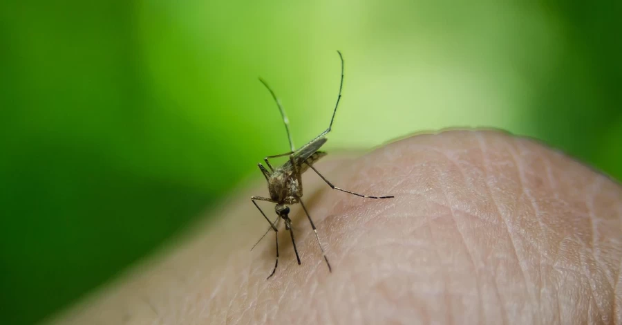 Во Львове зафиксировали первый случай лихорадки Денге у 31-летнего японца