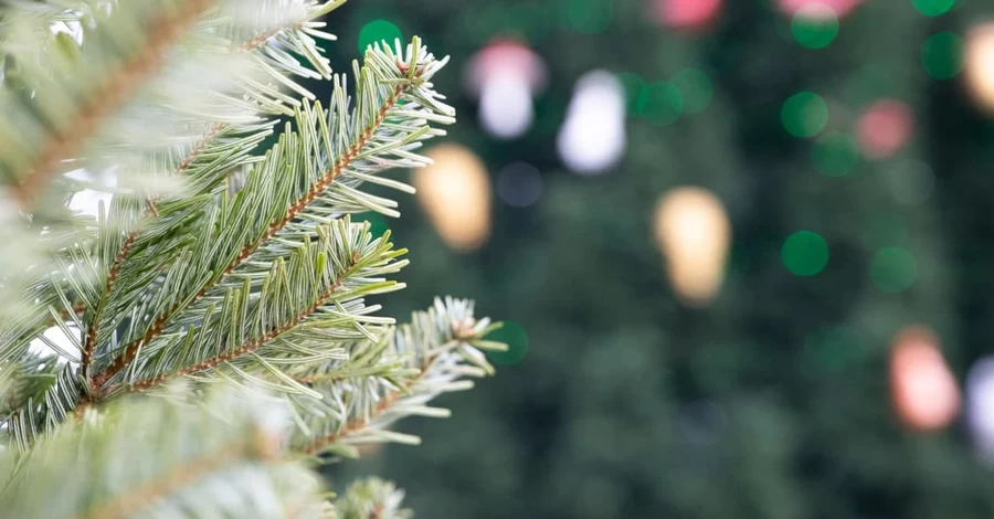 Де придбати ялинку в Києві: офіційні локації запрацюють з 3 грудня