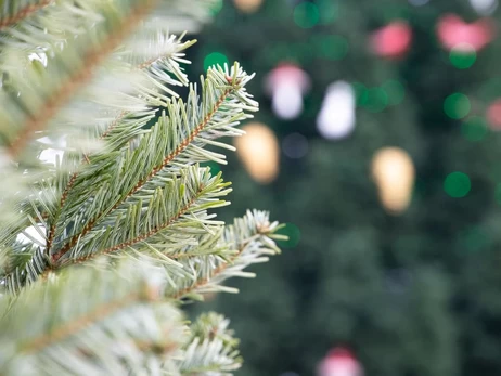 Де придбати ялинку в Києві: офіційні локації запрацюють з 3 грудня