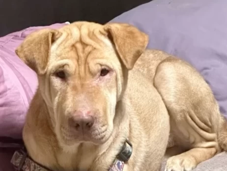 В Донецкой области спасли пса, который месяц жил в разрушенном доме