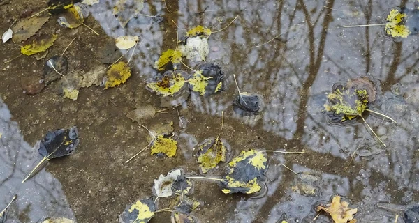 В Україну 1 грудня повернеться потепління, у деяких областях – до +12