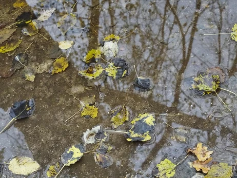 В Украину 1 декабря вернется потепление, в некоторых областях - до +12