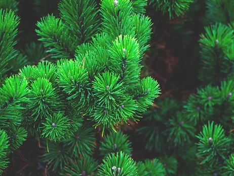 В Украине началась официальная продажа новогодних елок - цены от 210 грн