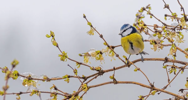 Погода в Украине 4 декабря: из-за влияния антициклона будет относительно тепло