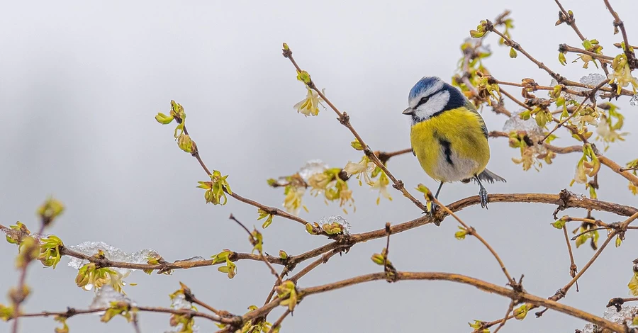 Погода в Україні 4 грудня: через вплив антициклону буде відносно тепло