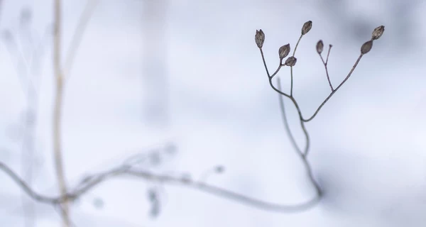 В Украину возвращается с 8 декабря потепление, в некоторых областях - до +10