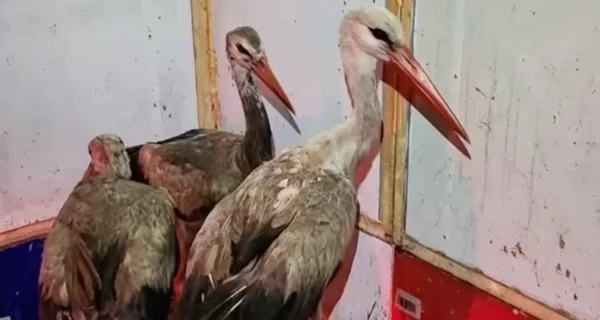 На Київщині волонтери врятували 9 лелек, що застрягли на сміттєзвалищі