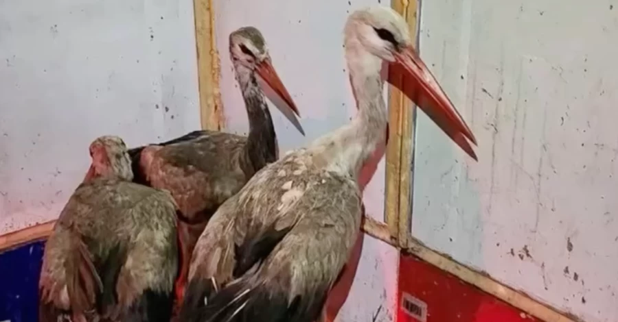 В Киевской области волонтеры спасли 9 аистов, которые застряли на свалке