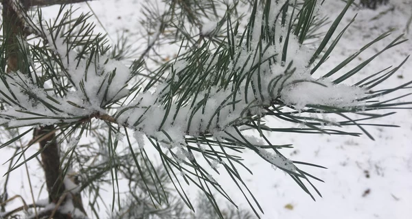 До України йде похолодання до 7 градусів морозу - прогноз погоди на 11 грудня