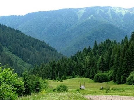 Общественность обратилась к послам Канады, Латвии и Финляндии из-за коррупции в ГП «Леса Украины»