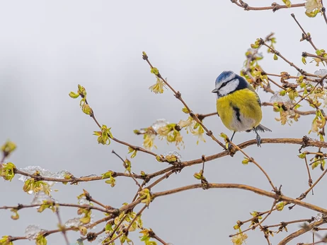 15 грудня - яке сьогодні свято, що не можна робити, церковне свято, традиції та прикмети, все про цей день