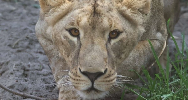 В Южной Африке внезапно умерла львица Василина, спасенная из Харьковской области