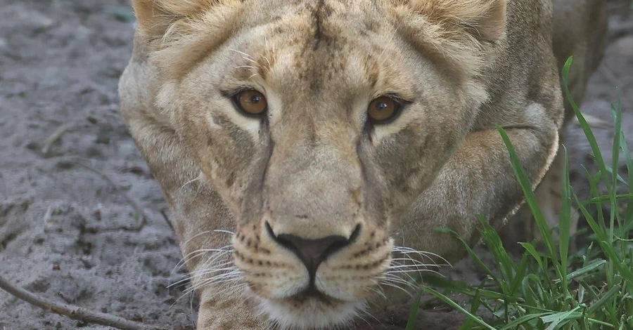 У Південній Африці раптово померла левиця Василина, врятована з Харківщини