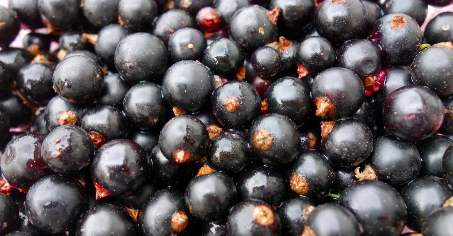 Эксперты назвали черную смородину главным вкусом 2026 года