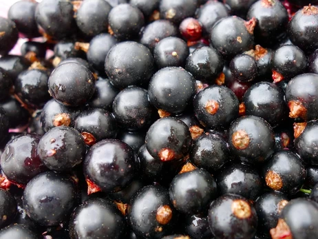 Експерти назвали чорну смородину головним смаком 2026 року