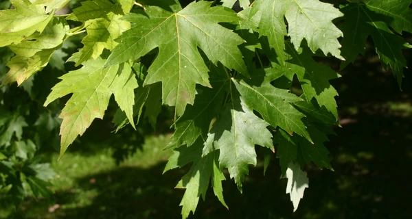 На Харьковщине клен убил стоящую на страже женщину, пока ее муж пилил сосну
