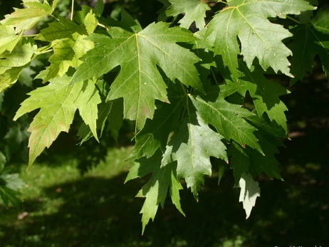 На Харьковщине клен убил стоящую на страже женщину, пока ее муж пилил сосну