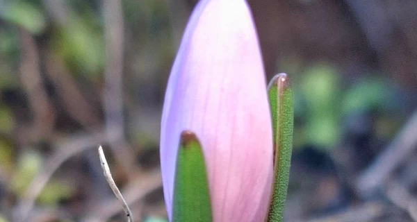 На Одещині посеред грудня розквітла червонокнижна «брандушка»