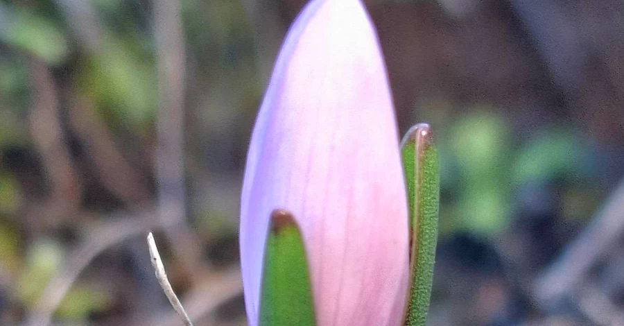 В Одесской области посреди декабря расцвела краснокнижная «брандушка»