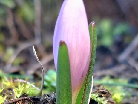 В Одесской области посреди декабря расцвела краснокнижная «брандушка»