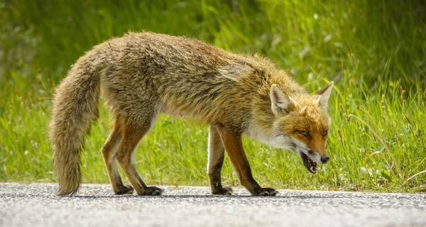 Война, дикая природа и бешенство: Украина на грани зоонозной катастрофы