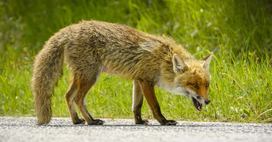 Война, дикая природа и бешенство: Украина на грани зоонозной катастрофы