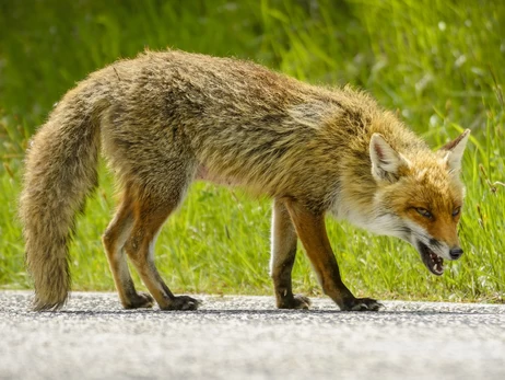 Війна, дика природа та сказ: Україна на межі зоонозної катастрофи