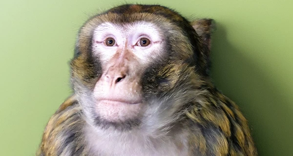 Київський зоопарк прихистив макаку, яка втекла від господарів і бігала вулицями Гостомеля