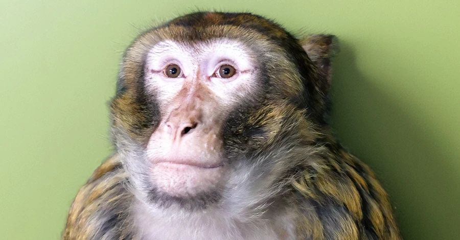 Київський зоопарк прихистив макаку, яка втекла від господарів і бігала вулицями Гостомеля