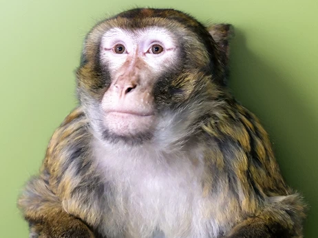 Киевский зоопарк приютил макаку, которая сбежала от хозяев и бродила по улицам Гостомеля