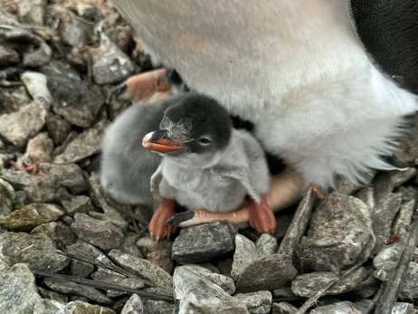 Полярники показали пингвинят, которые подростают возле 