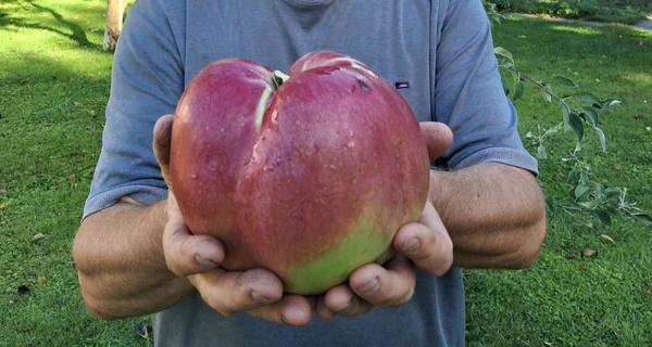 До реєстру рекордів України внесли кілограмове яблуко