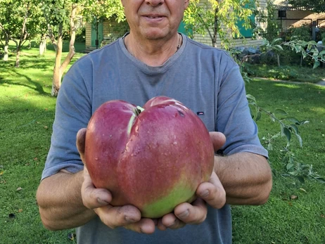 В реестр рекордов Украины внесли килограммовое яблоко