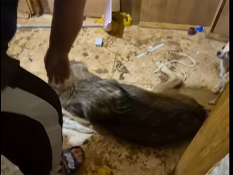 У Києві жінка тримала у квартирі вовка - дика тварина жила в умовах антисанітарії