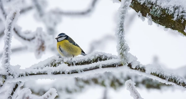 23 грудня в Україні прогнозують сніг, а на Різдво - до 12 градусів морозу