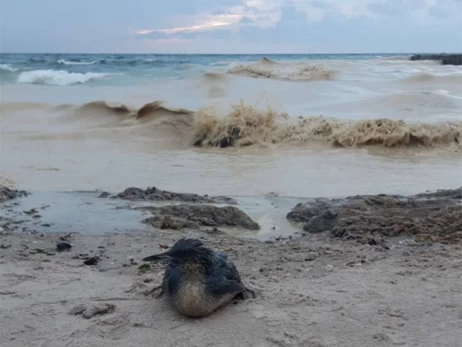 На одесских пляжах заметили нефтяные пятна и погибших птиц - начато расследование