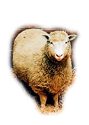 Над клонированной овцой Долли смеялся весь научный мир 