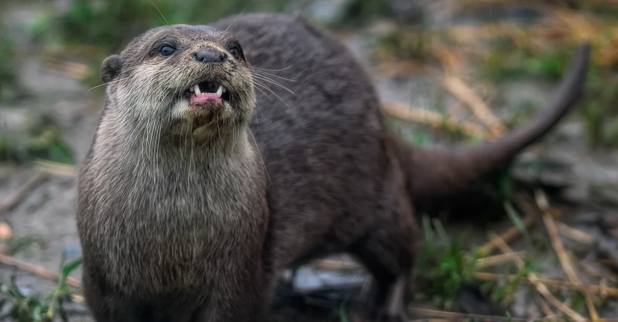 На Одещині в заповіднику 