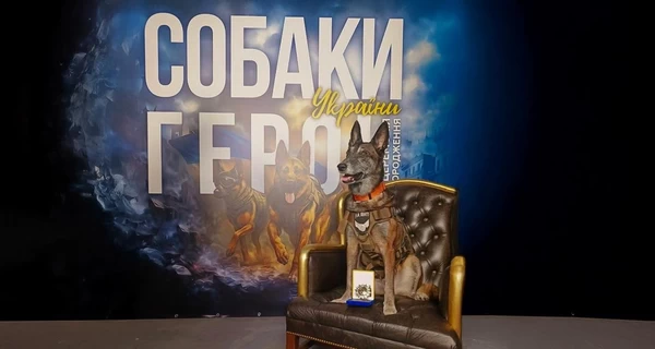 Бельгийская овчарка Спарки: собака-герой Украины, вернувшая из небытия 200 погибших