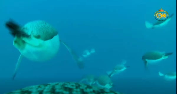 Українські полярники показали підводне відео зі спини пінгвіна