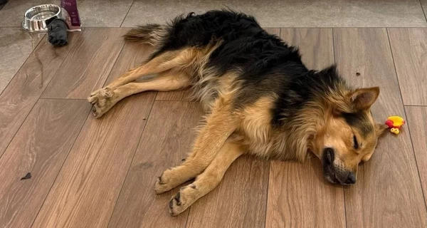 Как пес-путешественник, проехавший весь Киев на общественном транспорте, попал в надежные руки