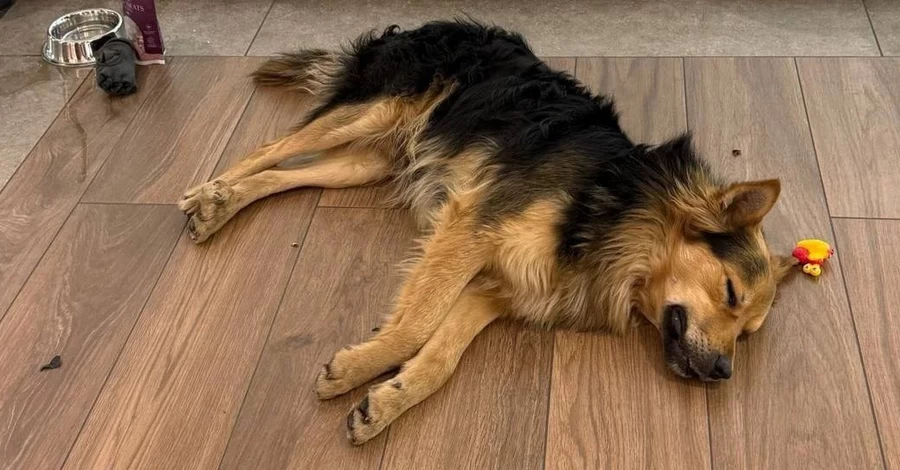 Как пес-путешественник, проехавший весь Киев на общественном транспорте, попал в надежные руки