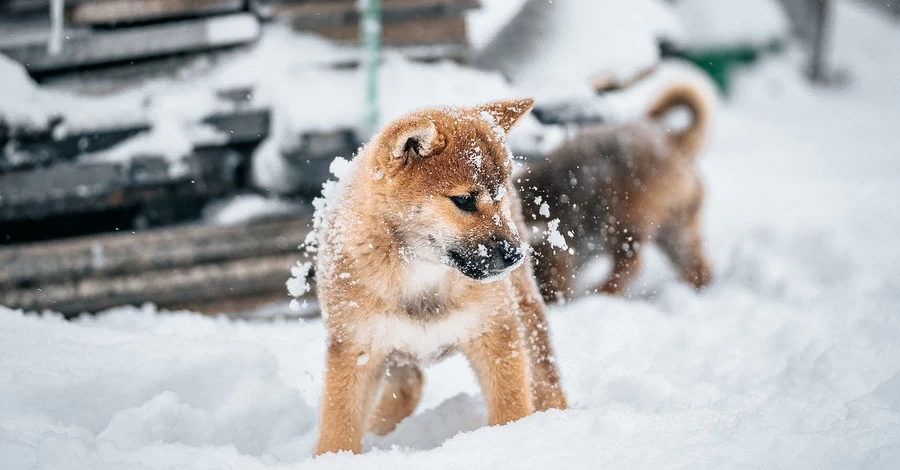 4 січня - яке сьогодні церковне свято, хто святкує іменини, прикмети, що не можна робити