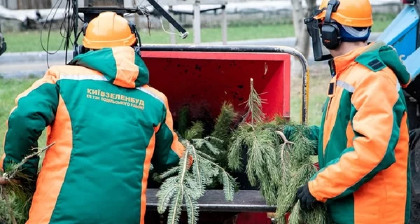 Куда деть живую елку после праздников